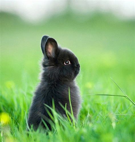 50+ Funny Fuzzy Animals To Brighten Your Day | Dwarf bunnies, Dwarf rabbit, Cute baby bunnies