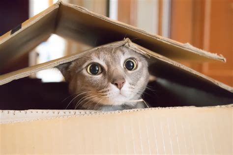 10 Ways to Keep Your Cat Entertained While You’re Out of the House - PetSecure