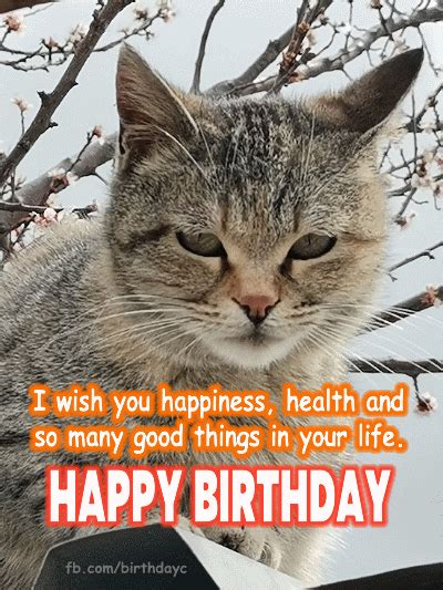 Happy Birthday, Cat image gif | Birthday Greeting | birthday.kim