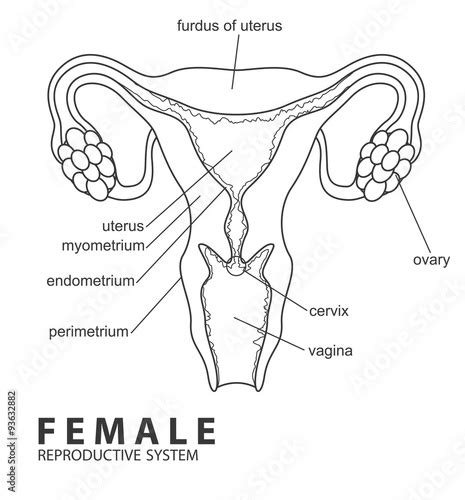 Female reproductive system - Buy this stock vector and explore similar vectors at Adobe Stock ...