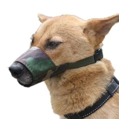 How to Muzzle Train Your Dog | PawLeaks