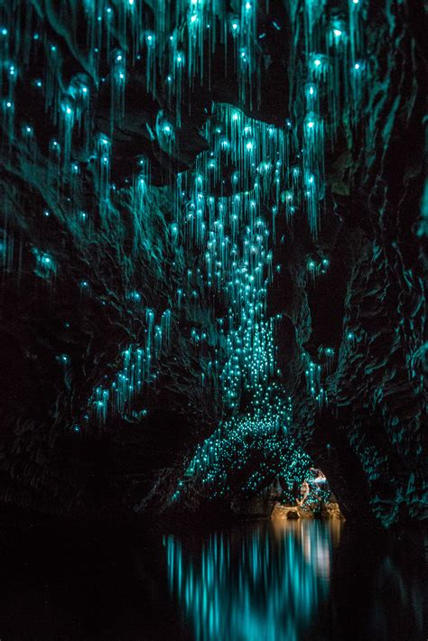 Glowworms Make Natural Light Installations In New Zealand’s Caves