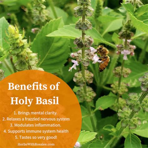 Health Benefits of Tulsi