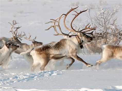 What the North Pole Actually Looks Like at Christmas - Photos - Condé ...