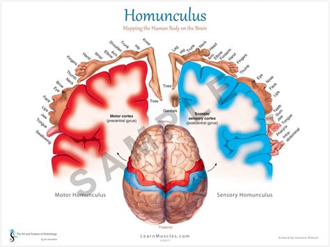 Homunculus 18" x 24" Premium Poster - Learn Muscles