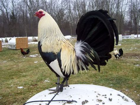 Pros & Cons About Keeping American Game Chickens! — Types of Chicken