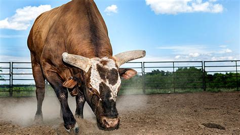 Bushwacker the bull is unridable - ESPN The Magazine