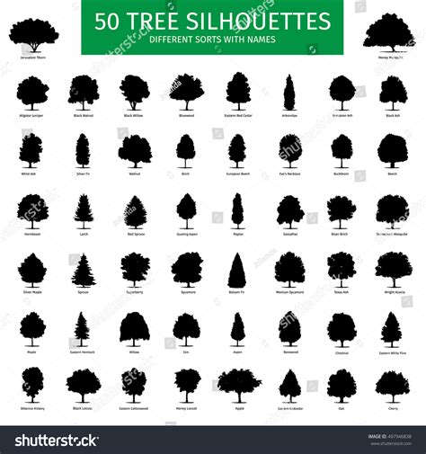 151,045 Tree types Images, Stock Photos & Vectors | Shutterstock