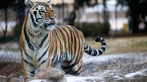 LSU's live tiger mascot Mike VI dies after battle with cancer ...