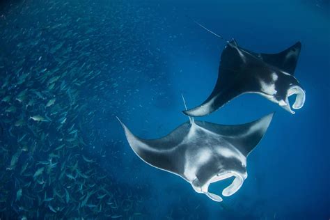 Diver Discovers Large Group Of Highly-Endangered Devil Rays