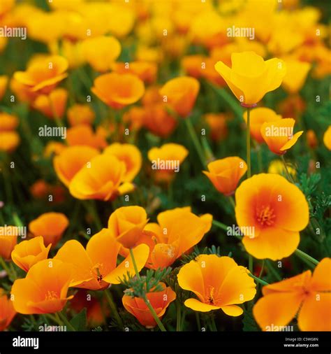 California poppy flowers hi-res stock photography and images - Alamy