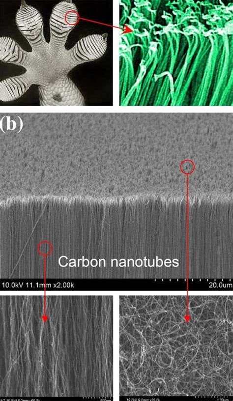 Gecko-grip material aims to be the end of glue | New Scientist