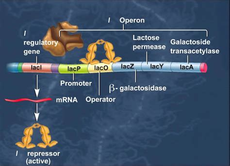 The Lac Operon Induction of Genes HD Animation | tryptophan คือ - Thiền ...