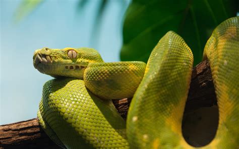 Beautiful Reptile. Green Python HD wallpapers | 4K MacBook and Desktop Backgrounds