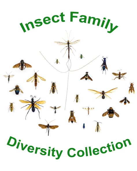 Insect Family Diversity Collection - BioQuipBugs