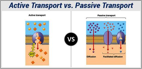 Differences between Active Transport and Passive Transport (Diffusion ...