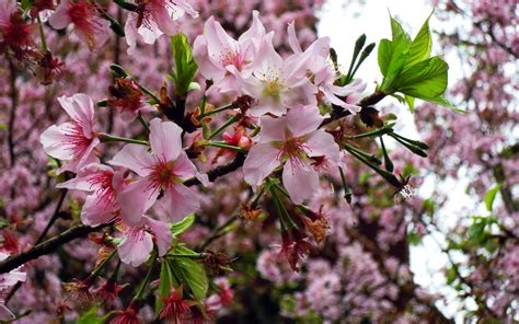 HD Wallpapers Desktop: Sakura Tree HD Wallpapers