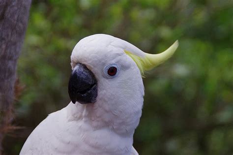 bird, cockatoo, zoo, parrot, schopf, plumage | Pikist