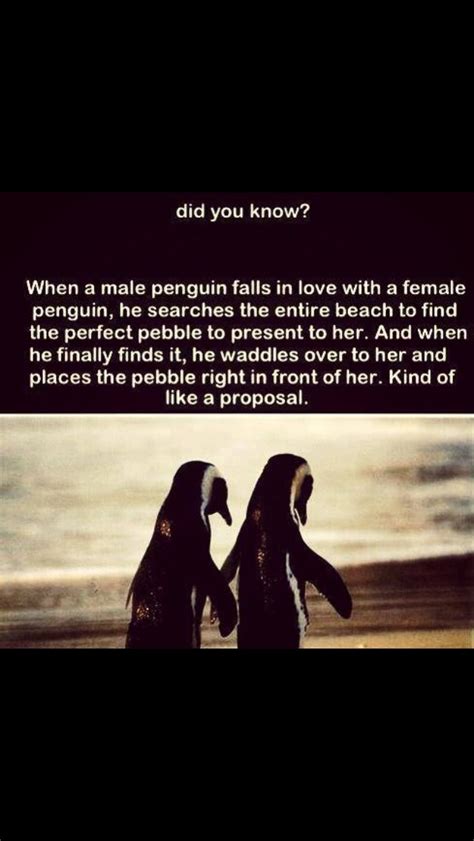 Penguin Love | Penguin love, Animal stories, All about penguins