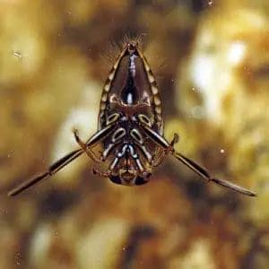 Backswimmer Facts & Information (Notonectidae) - Pond Informer