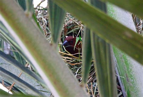 Bird Photography: Munia Making Nest