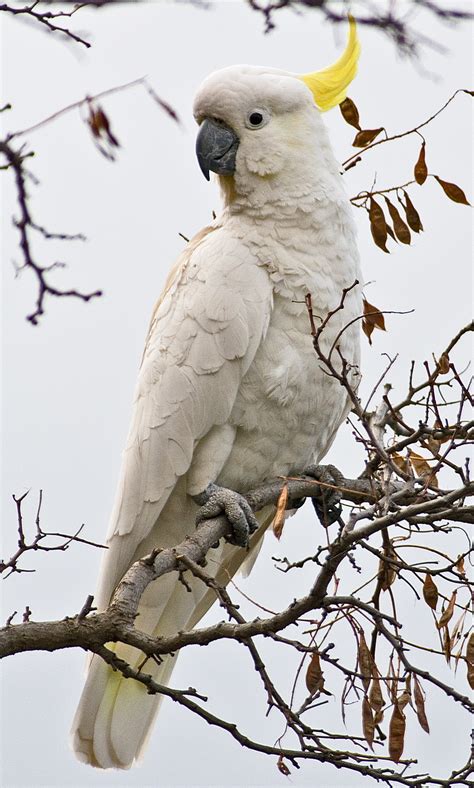 Sulphur-crested cockatoo - Wikipedia