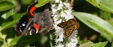 NZ Butterflies and their caterpillars · iNaturalist