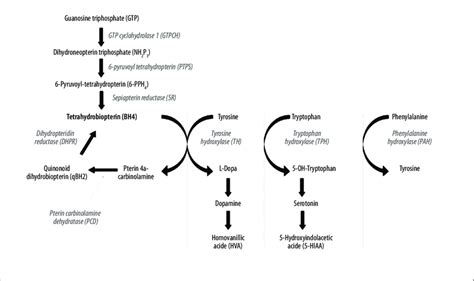 Dopamine Synthesis Pathway