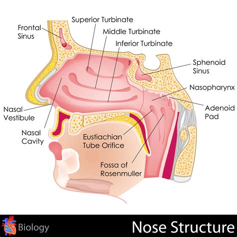 Examine Nasal Endoscopy Claims for Compliance - AAPC Knowledge Center