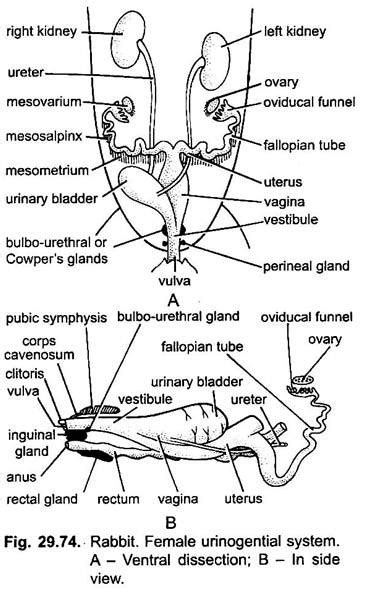 Reproductive System of Rabbit (With Diagram) | Chordata | Zoology