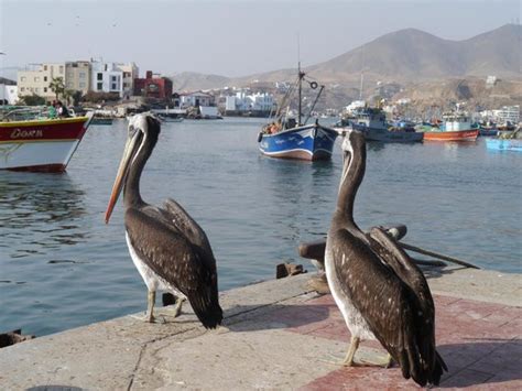 Boat Fishing day in Lima, Peru | Go Fishing Peru