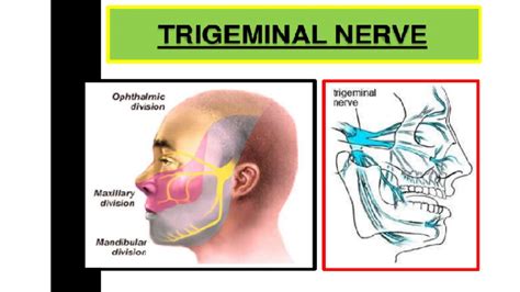 Trigeminal Nerve Anatomy Course Branches Function - Dermatomes Chart ...