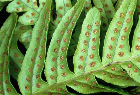 Sori On The Undersurface Of A Fern Frond. #1 Photograph by Dr Jeremy Burgess/science Photo ...