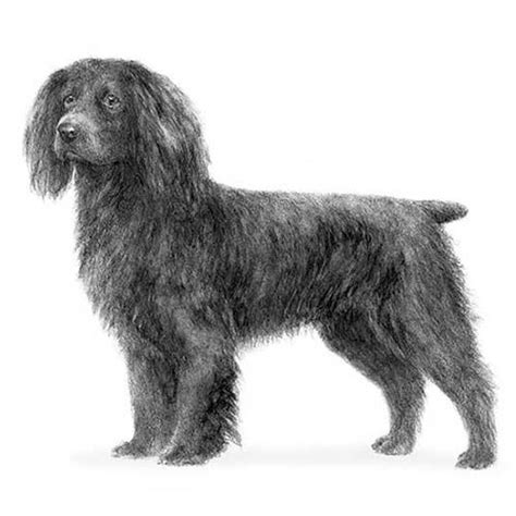 Boykin Spaniel Dog Breed Information