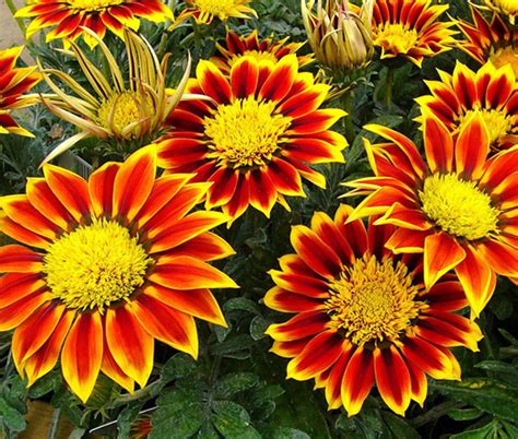 Gazania Kiss Orange Gazania Rigens Seeds