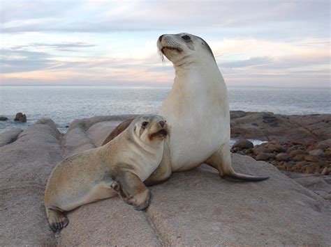 Endangered Project: Australian Sea Lion on emaze