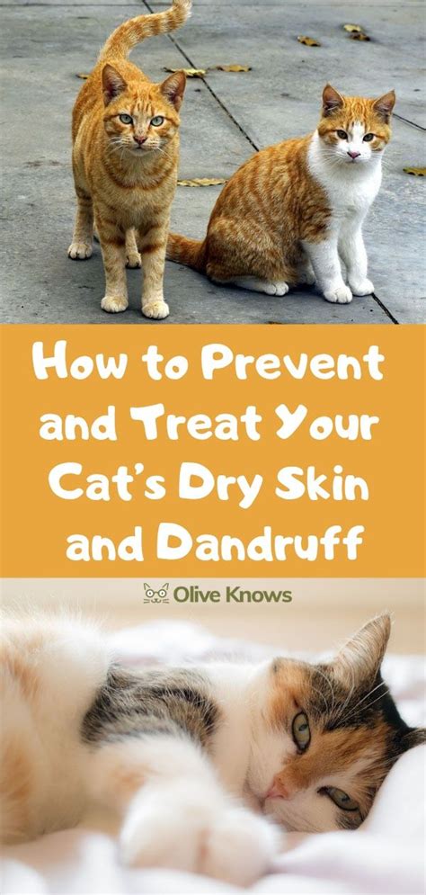 How to Prevent and Treat Your Cat's Dry Skin and Dandruff | OliveKnows | Cat dandruff, Cat skin ...