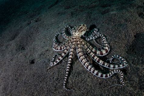 22 Incredible Types of Octopus (Names, Photos & Interesting Facts) - Outforia