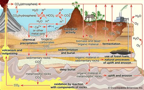 Carbon cycle | Definition, Steps, Importance, Diagram, & Facts | Britannica