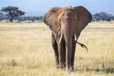 African Elephant Range Is Just 17% of What It Could Be