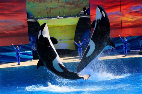 Orcas don’t do well in captivity. Here’s why. | Orcas in captivity, Mammals, Orca