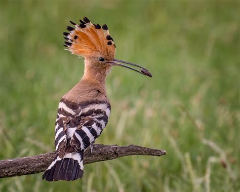 Poupa-eurasiática (Upupa epops) - Picture Bird