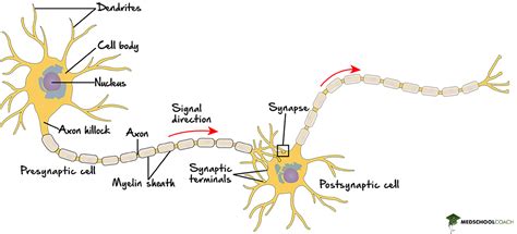 Neuron Structure – MCAT Biology | MedSchoolCoach