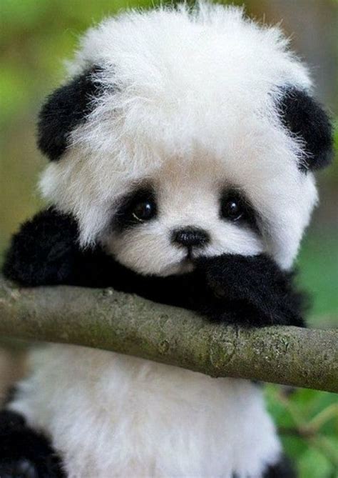 Cute baby panda : r/aww