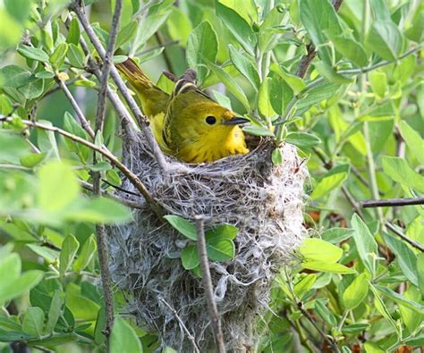 Native Plants for Nesting Birds: Top 12 Picks