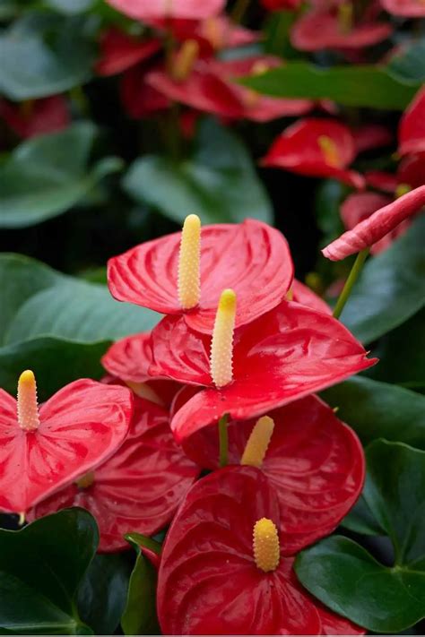 Anthurium Plant Care Guide - The Contented Plant