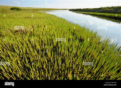 Common glasswort (Salicornia europaea) growing on regenerated saltmarsh ...