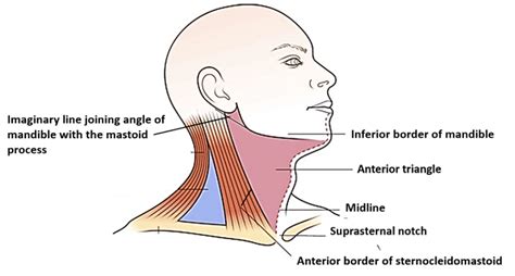 Anterior Triangle of Neck – Submental and Muscular triangles , Boundaries and Contents , Anatomy QA