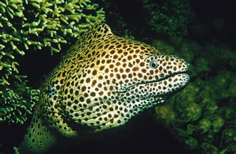 Want To Keep A Moray Eel? Here Are Some Excellent Tips | BeChewy