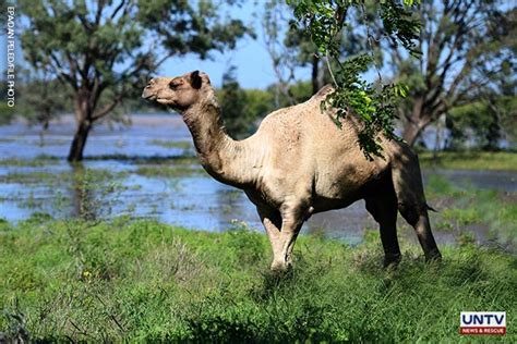 Australia to cull thousands of wild camels as they search for water ...